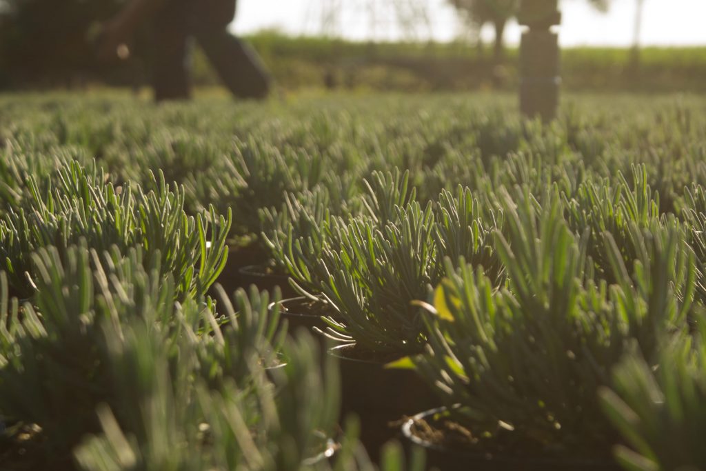 Offerte Boomkwekerij aanvragen - Lavandula angustifolia