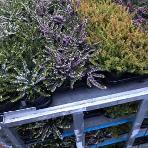 Calluna Mix Per Laag Op Veilingkar