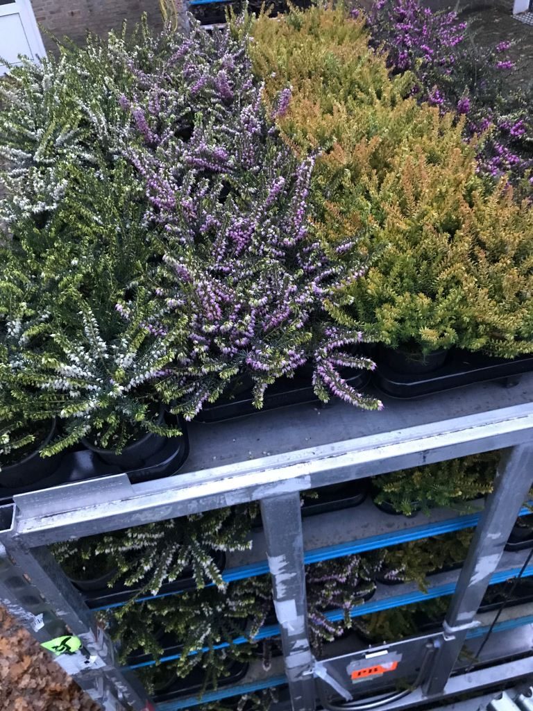 Calluna mix per laag op veilingkar