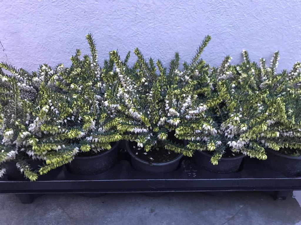 Erica 'Silbersmelze'