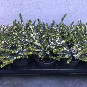 Erica 'Silbersmelze'