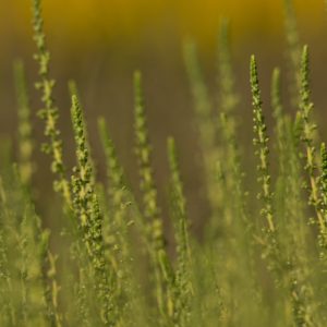 Calluna Vulgaris 'Natasja'