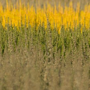 Overzicht, Voor 'Calluna Red Beauty', Erachter Calluna Vulgaris 'Peter Sparkes' En Achter Calluna Vulgaris 'Fabio'