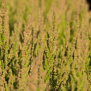 Calluna Vulgaris 'Red Beauty'