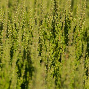 Calluna Vulgaris 'Lightness'