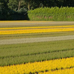 Overzicht Veld