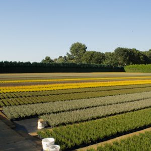 Overzicht Veld